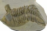 Spiny, Tower Eyed Erbenochile Trilobite - Morocco #353078-1